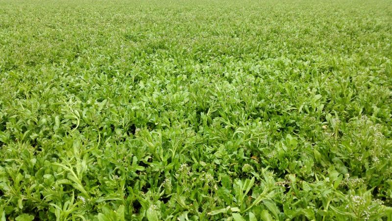 精选荠菜种子厂家发货视频当地看货拉货