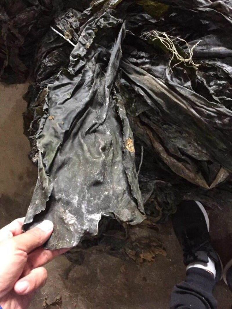 干海带