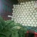 大白菜，甘蓝，莴笋，散花，西蓝
