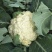 大白菜，甘蓝，莴笋，散花，西蓝
