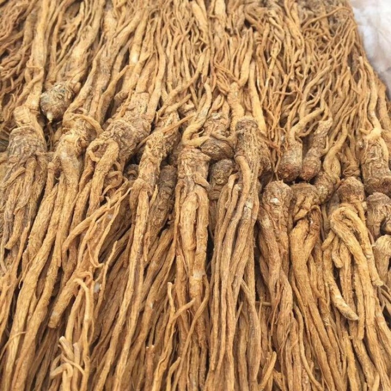 甘肃岷县原产地当归大量批发