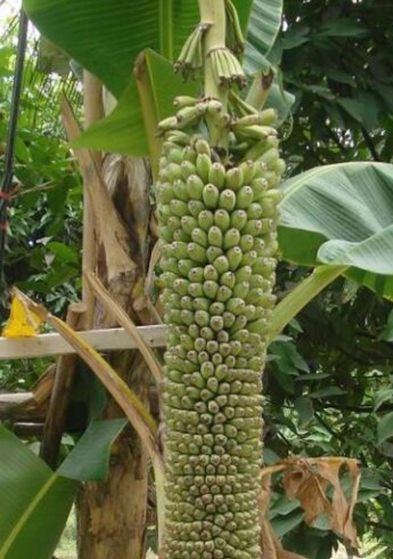 千指蕉【海南岛引进的新品种，又叫霸王蕉，欢迎选购】