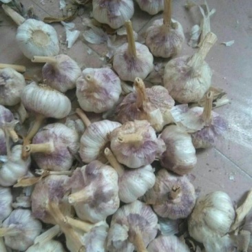 蒜米料