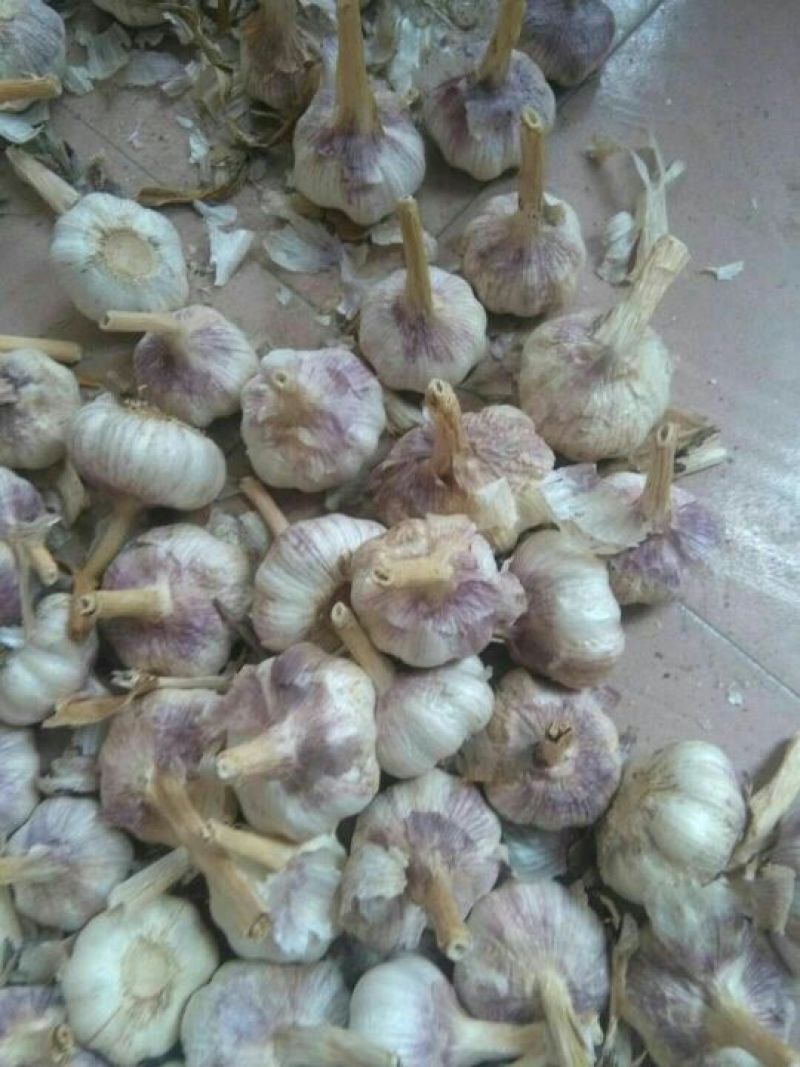 蒜米料