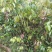 无核荔枝苗桂味荔枝苗南方种植热带水果