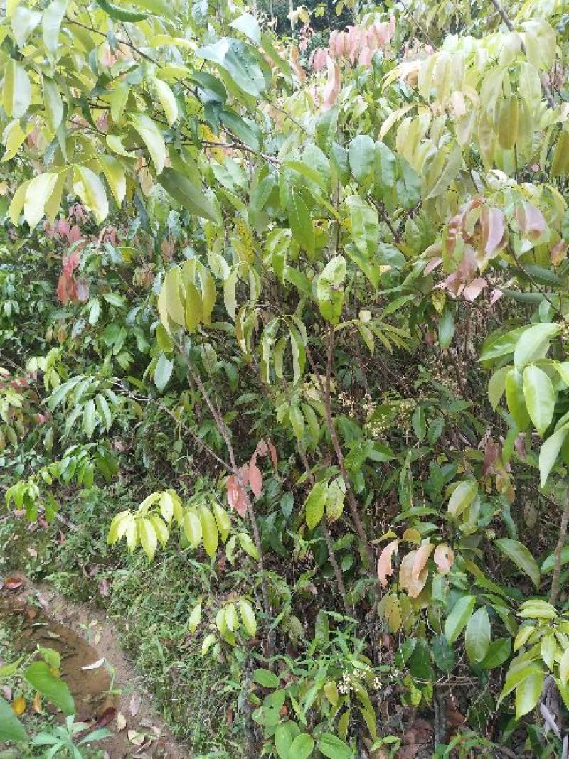 无核荔枝苗桂味荔枝苗南方种植热带水果