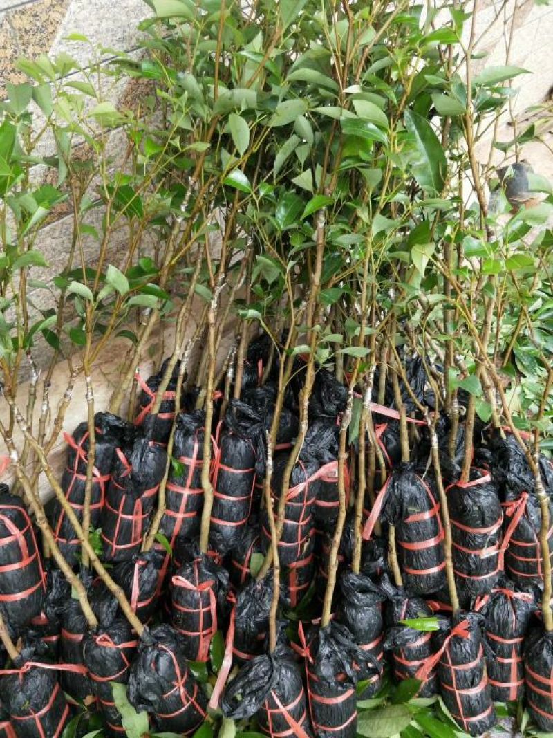 无核荔枝苗桂味荔枝苗南方种植热带水果
