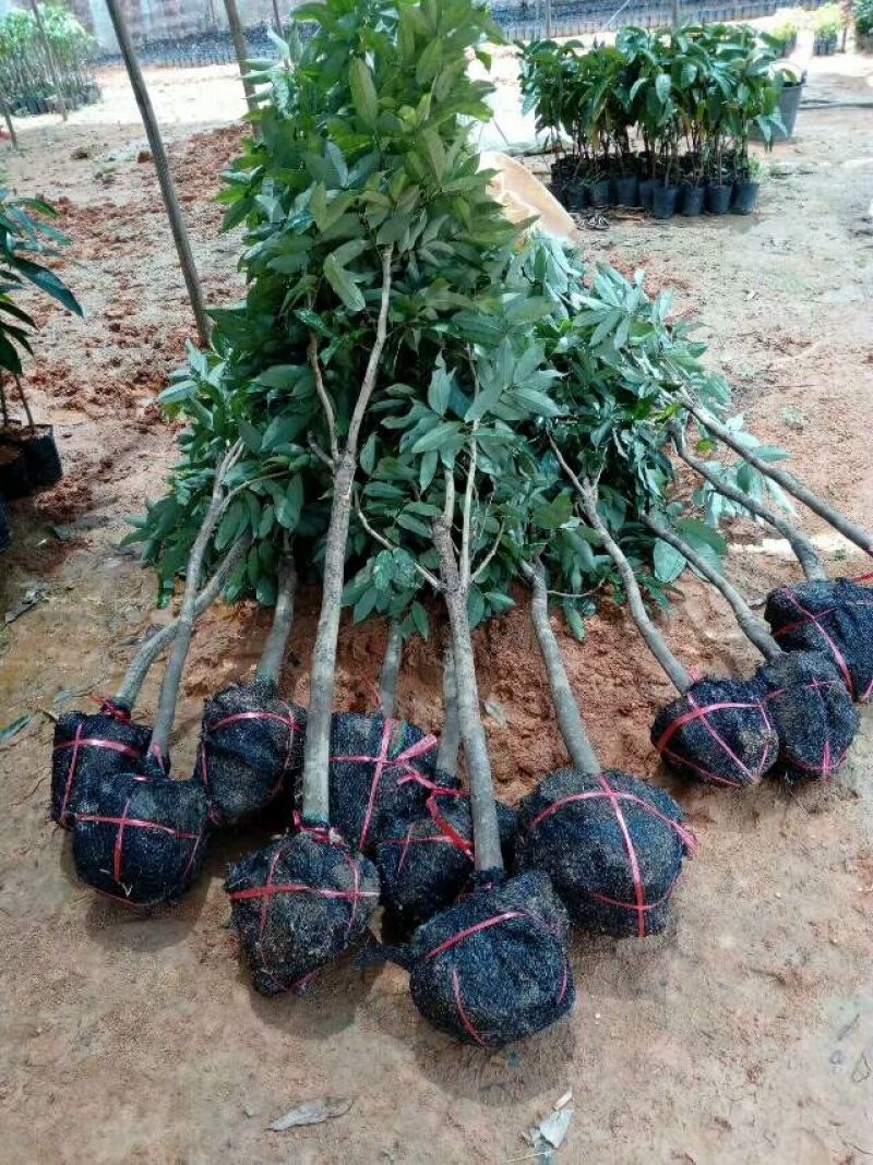 无核荔枝苗桂味荔枝苗南方种植热带水果