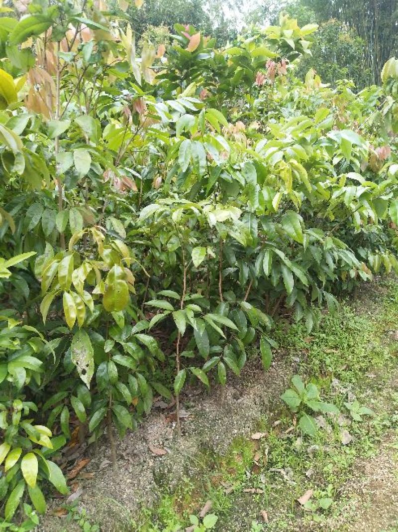 无核荔枝苗桂味荔枝苗南方种植热带水果