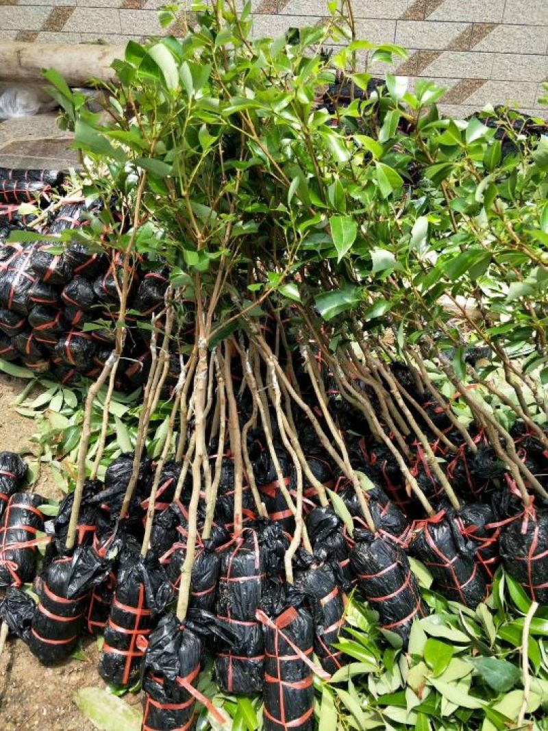 无核荔枝苗桂味荔枝苗南方种植热带水果