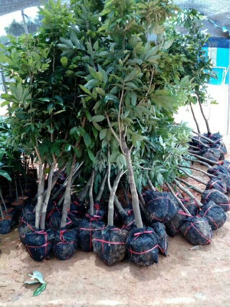 无核荔枝苗桂味荔枝苗南方种植热带水果