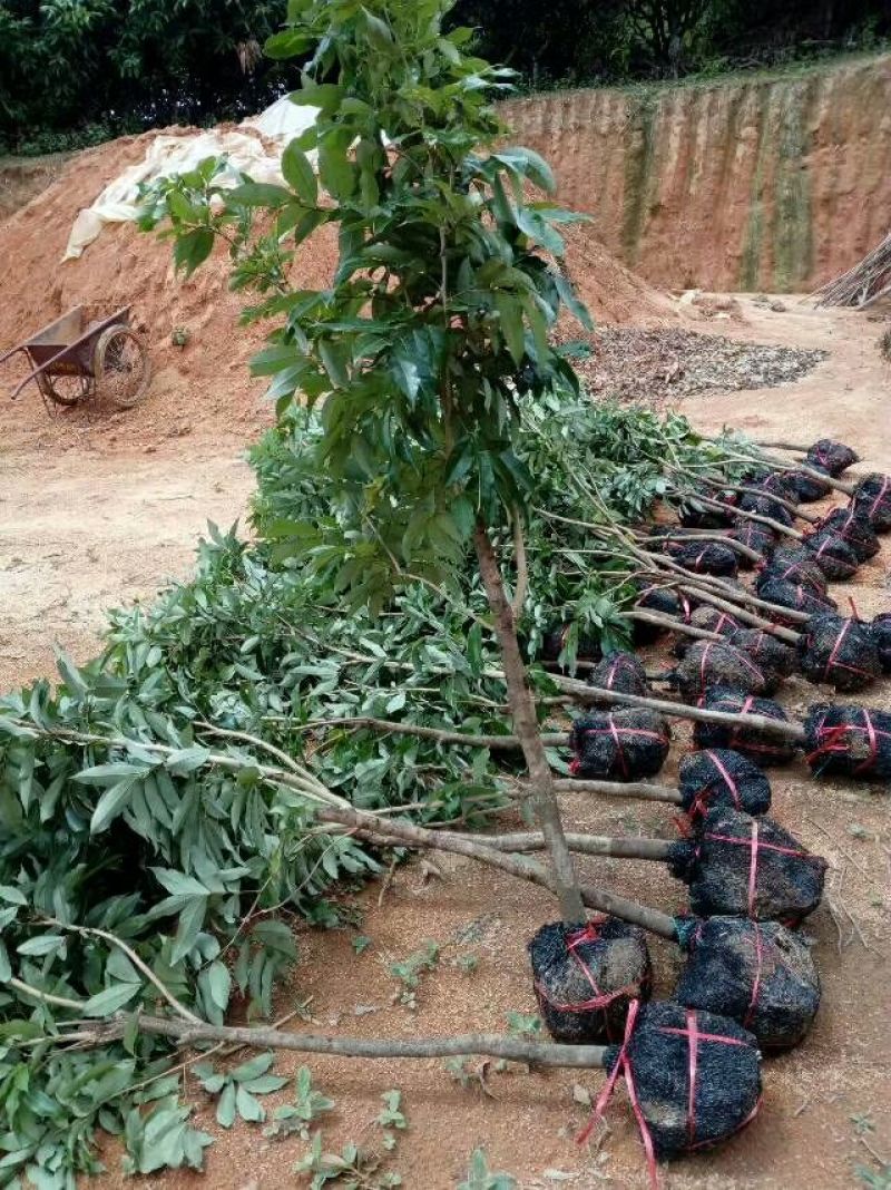 无核荔枝苗桂味荔枝苗南方种植热带水果