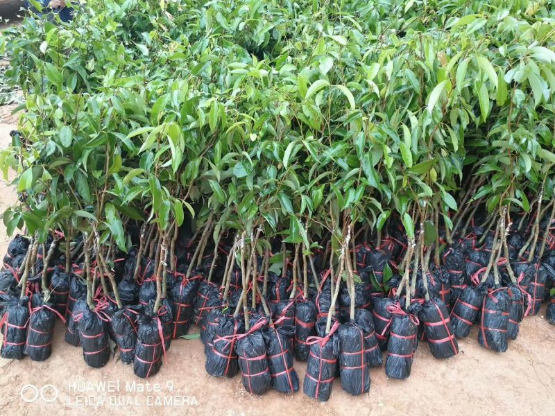 无核荔枝苗桂味荔枝苗南方种植热带水果