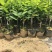 番荔枝苗台湾释迦果