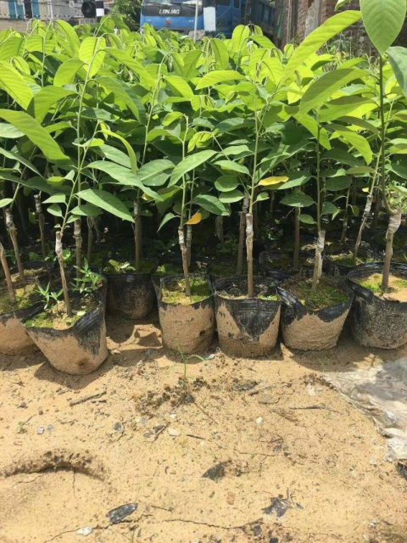 番荔枝苗台湾释迦果