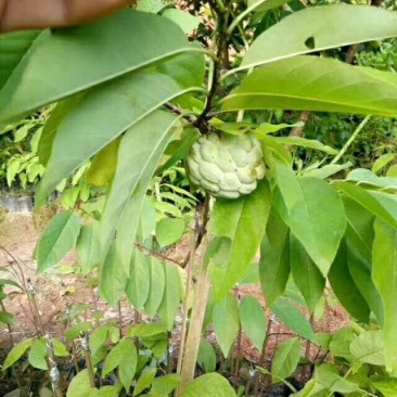 番荔枝苗台湾释迦果