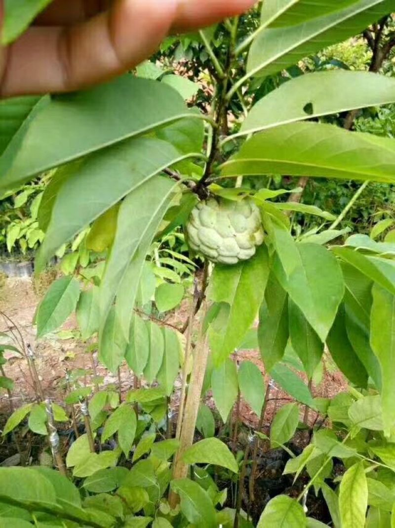 番荔枝苗台湾释迦果