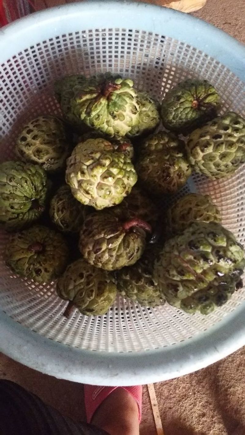 番荔枝苗台湾释迦果