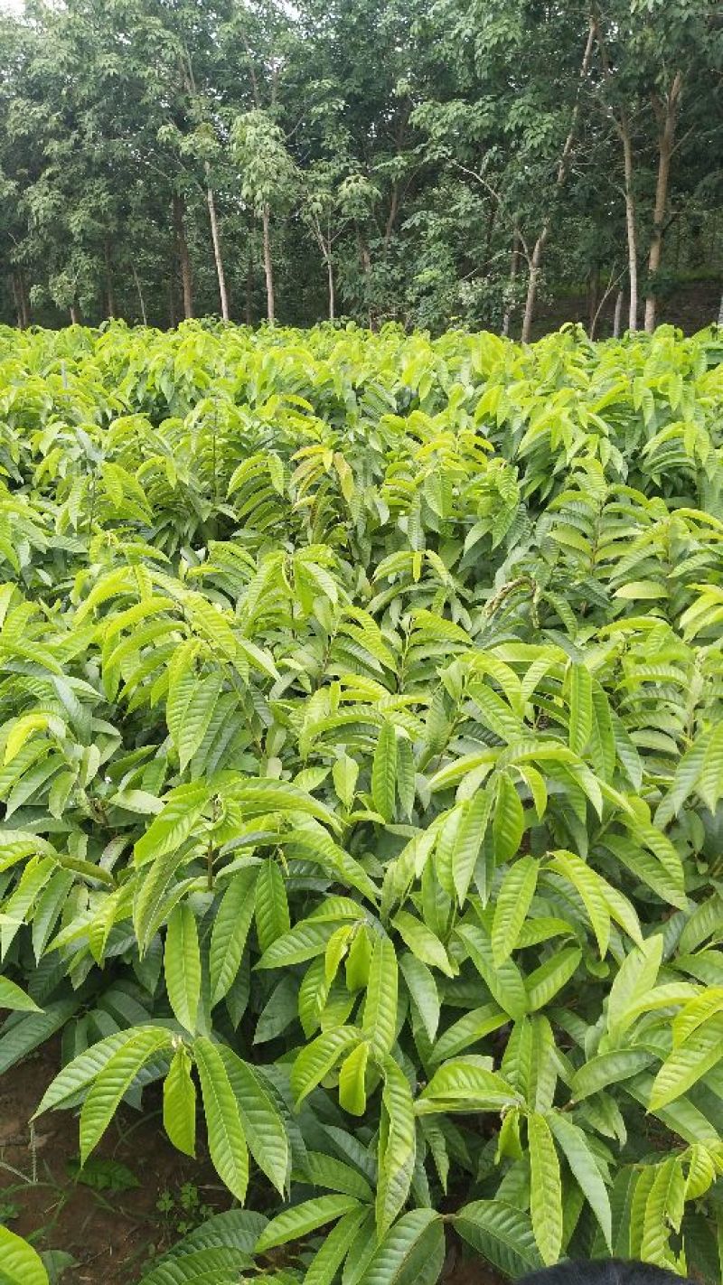 番荔枝苗台湾释迦果