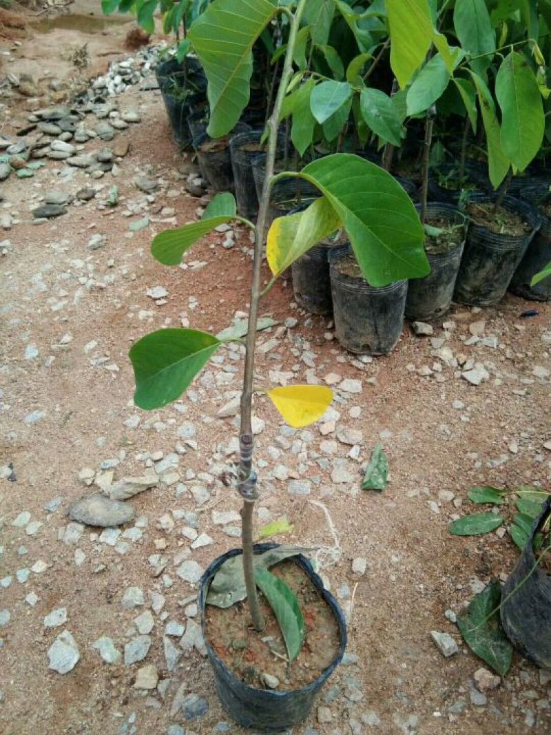 番荔枝苗台湾释迦果