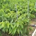 番荔枝苗台湾释迦果