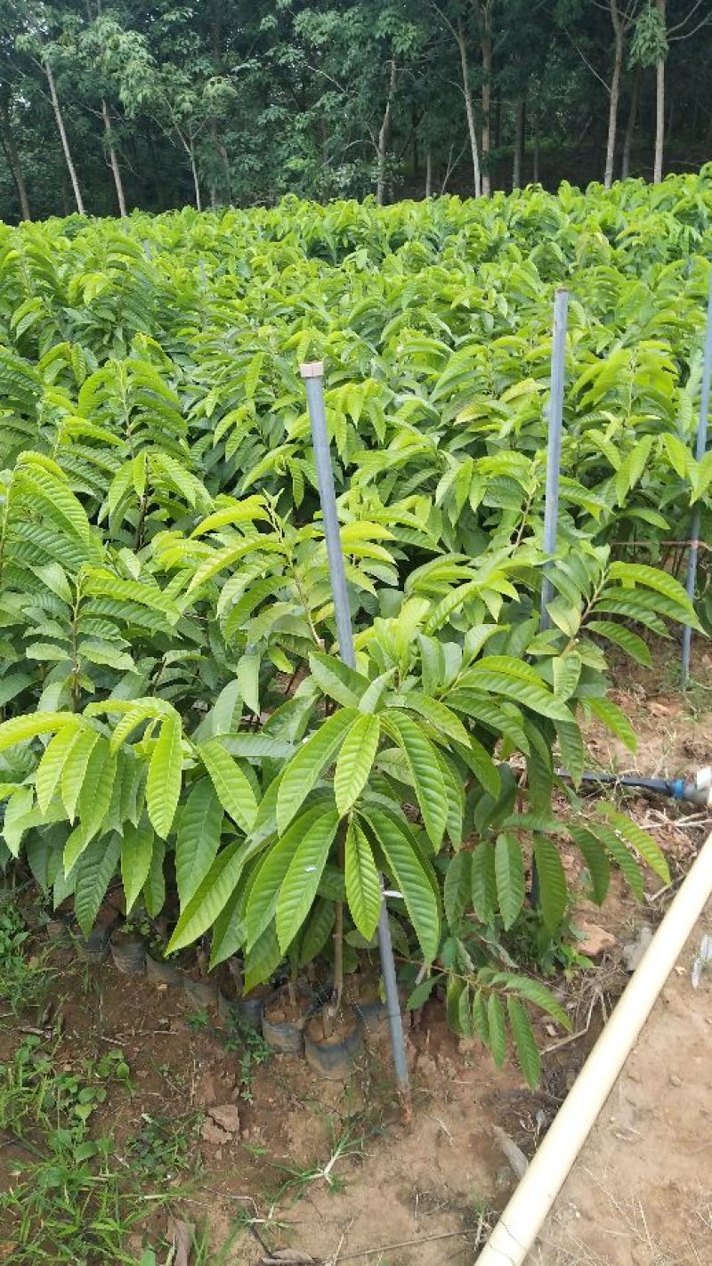番荔枝苗台湾释迦果