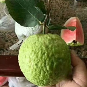 台湾番石榴苗红宝石石榴苗