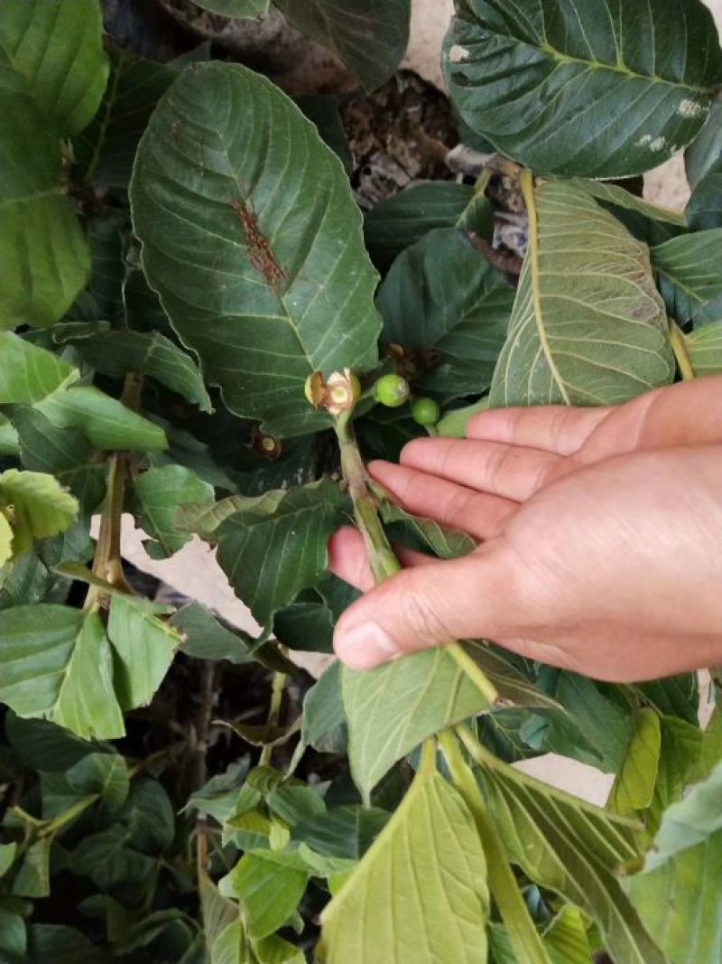 台湾番石榴苗红宝石石榴苗