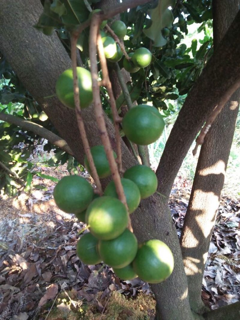 夏威夷果十二元一斤