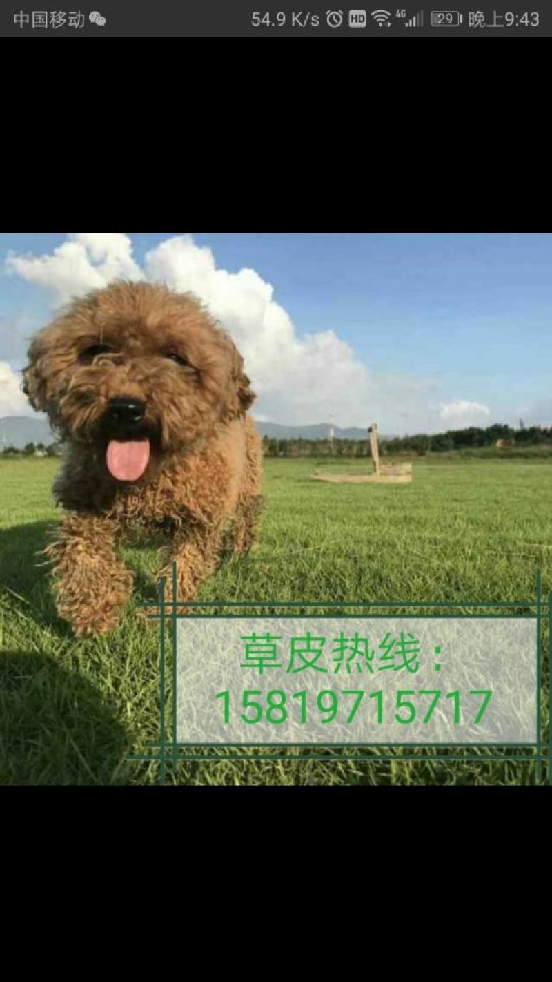 草皮，马尼拉，台湾草，大叶草，夏威夷