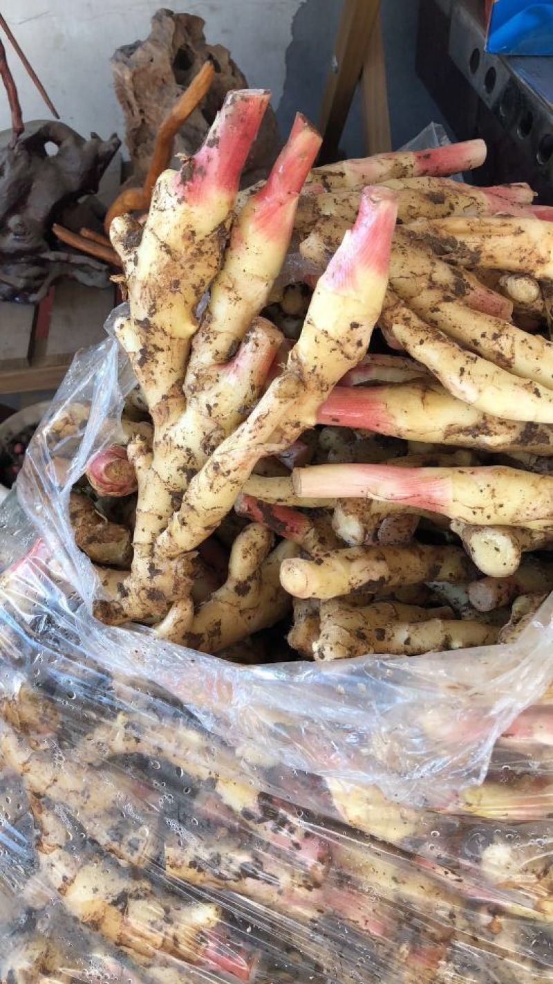 红芽姜面姜鲜姜大量上市了产地直销一手货源
