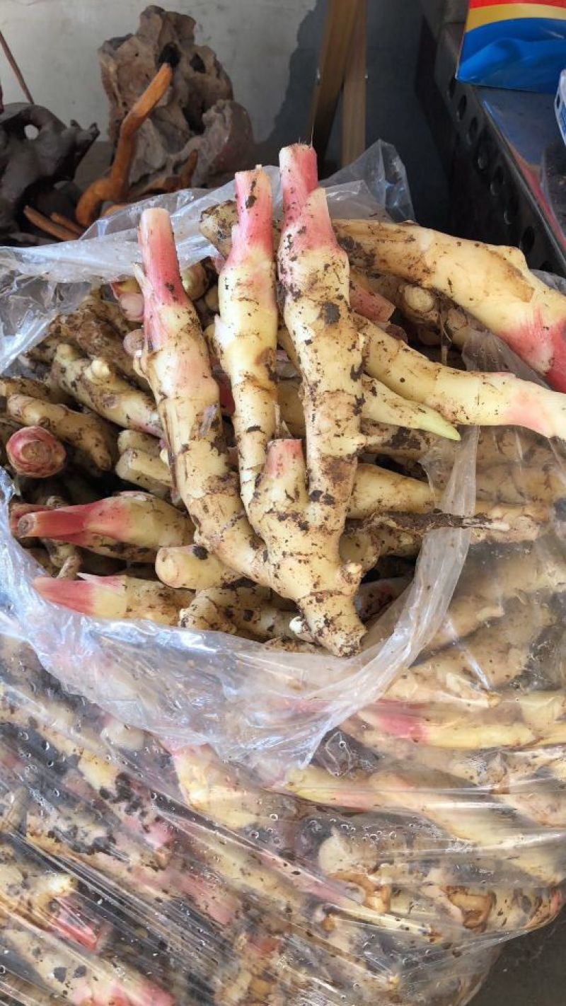 红芽姜面姜鲜姜大量上市了产地直销一手货源