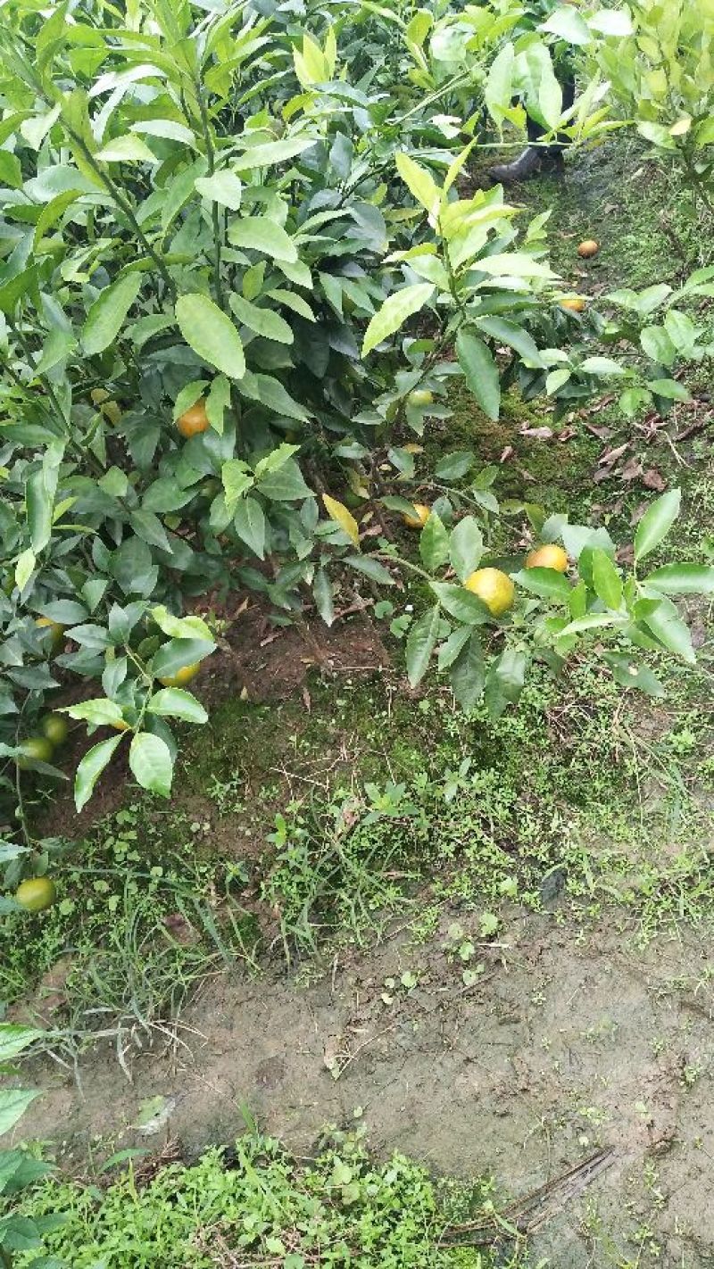 沃甘苗有香橙头柠檬头纸壳头