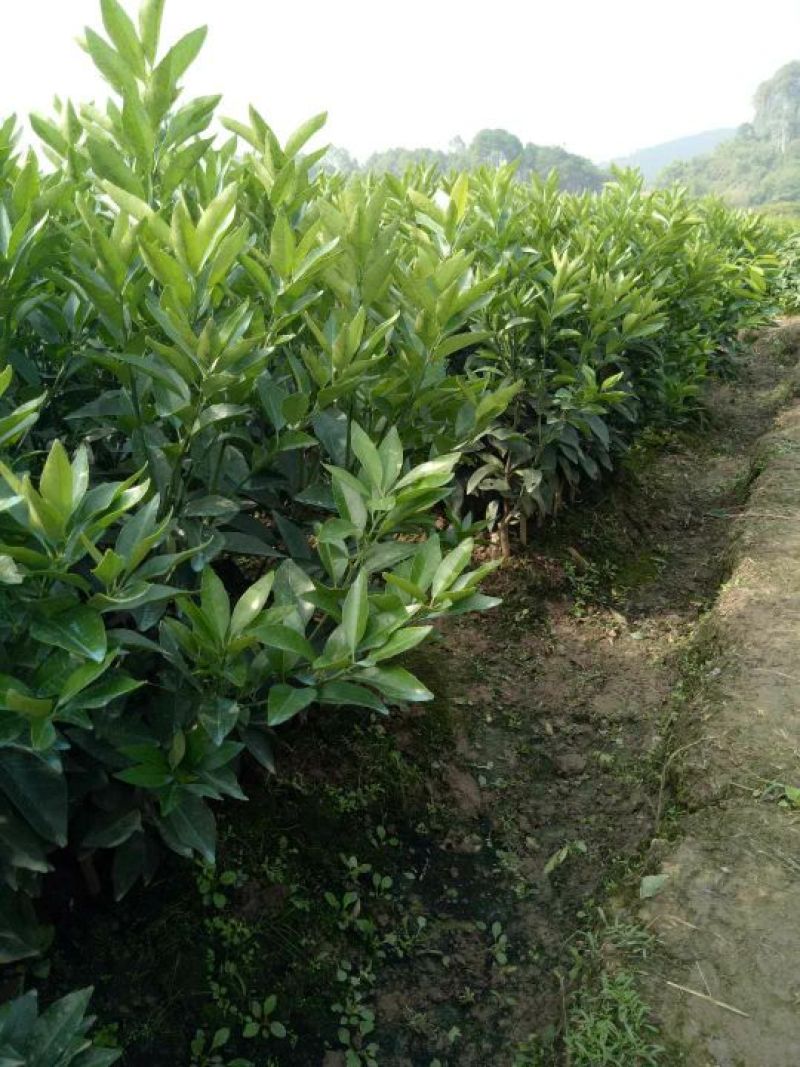 沃甘苗有香橙头柠檬头纸壳头