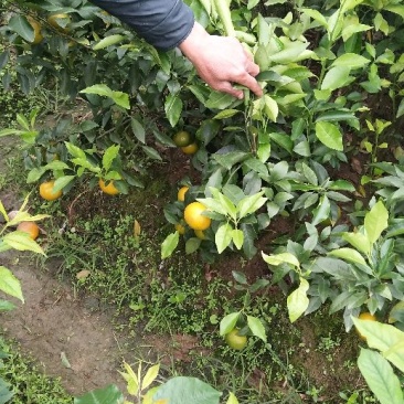 沃甘苗有香橙头柠檬头纸壳头