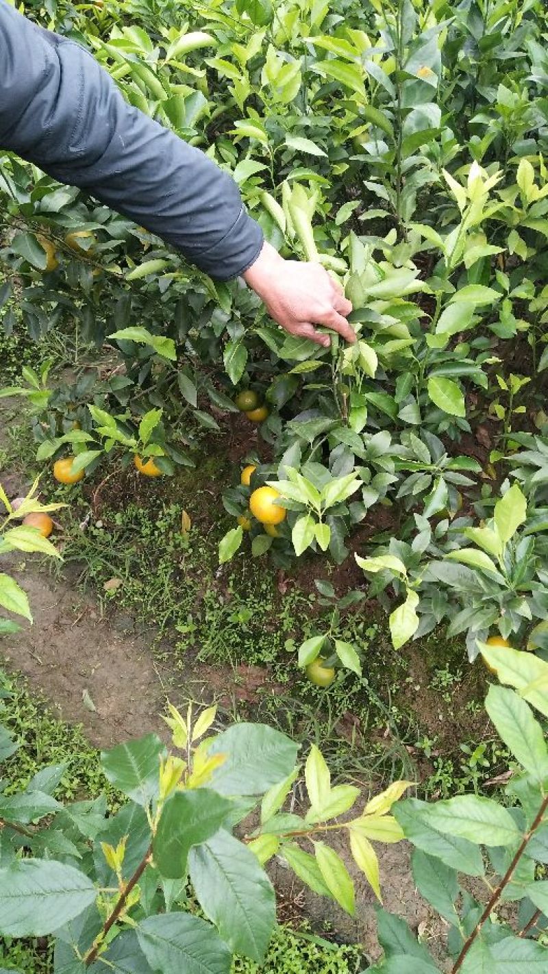 沃甘苗有香橙头柠檬头纸壳头