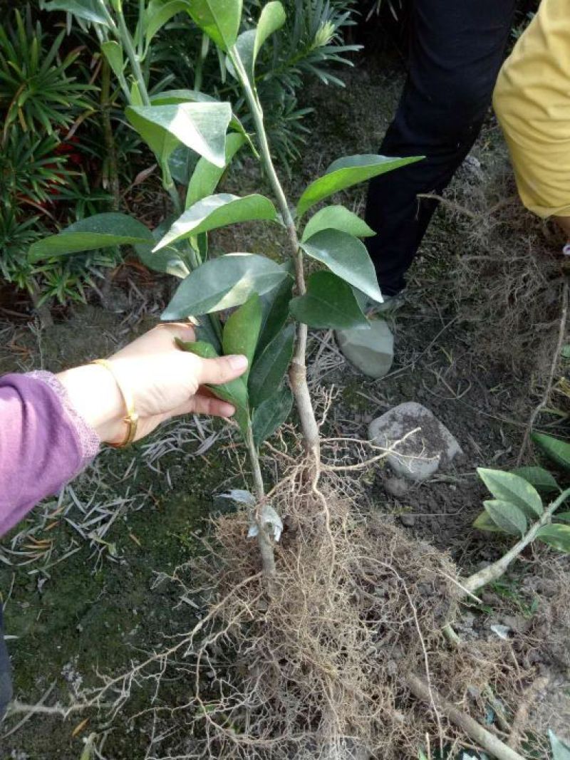 沃甘苗有香橙头柠檬头纸壳头