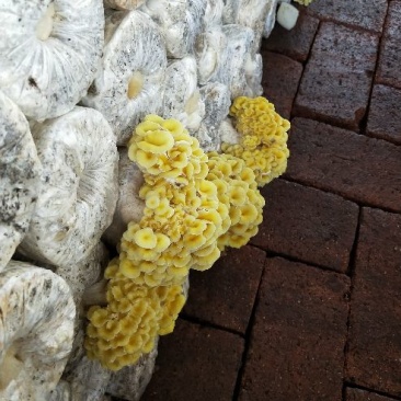 榆黄菇
