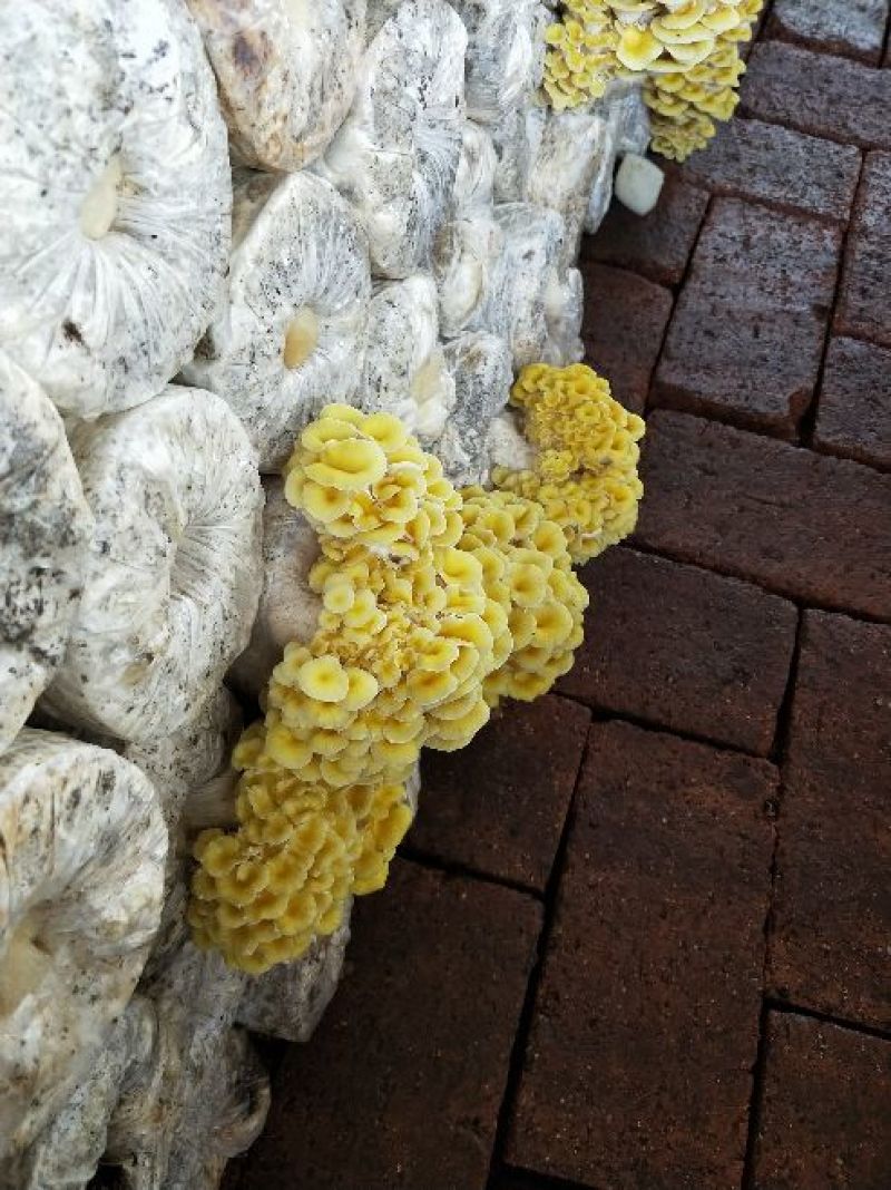 榆黄菇