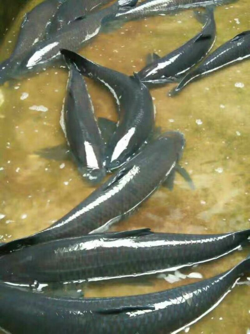 鲤鱼，成品鲤鱼，鱼苗，量大可以免费送货。。