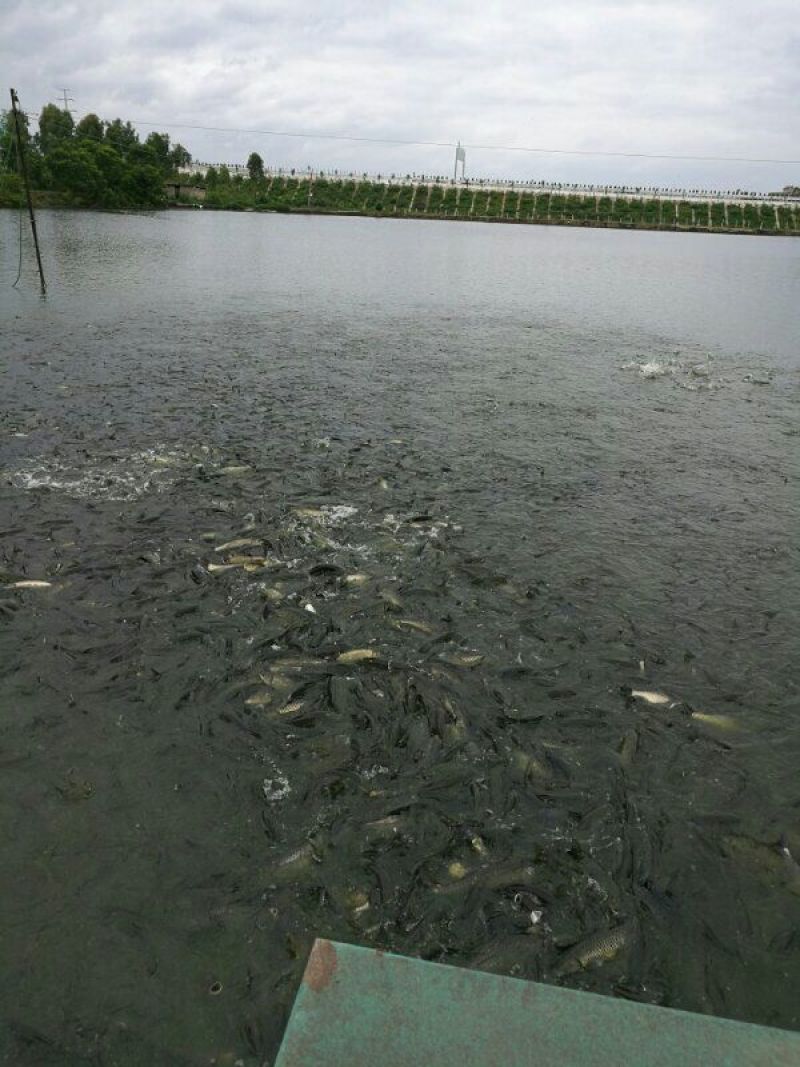 鲤鱼，成品鲤鱼，鱼苗，量大可以免费送货。。