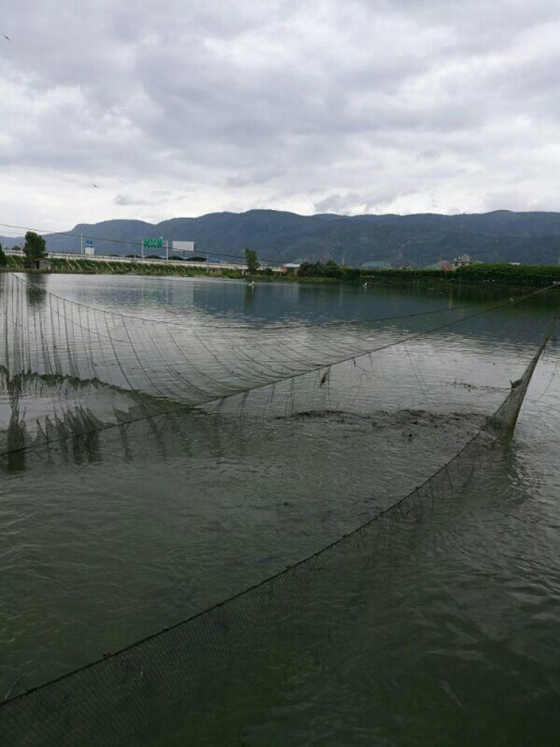 鲤鱼，成品鲤鱼，鱼苗，量大可以免费送货。。
