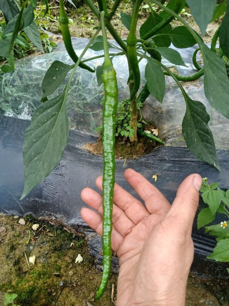 湖北省线椒丶大量有货丶产地直发各大商超丶市场，欢迎新老客