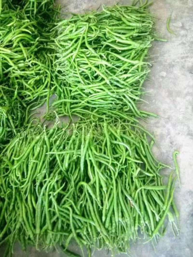 湖北省线椒丶大量有货丶产地直发各大商超丶市场，欢迎新老客