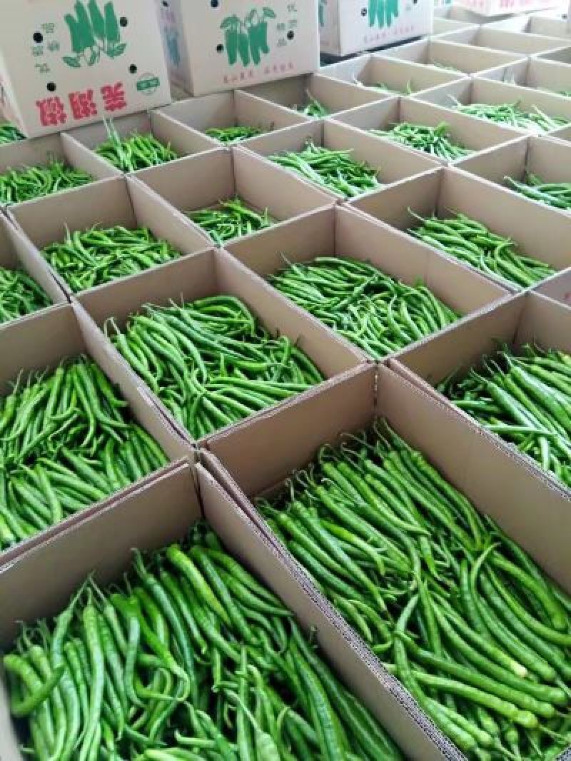 湖北省线椒丶大量有货丶产地直发各大商超丶市场，欢迎新老客