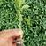 薄皮椒苗，包成活，免费提供种植服务，欢迎选购。