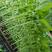薄皮椒苗，包成活，免费提供种植服务，欢迎选购。