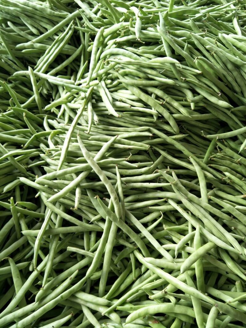 四季豆，架豆，红花白荚15~20厘米基地直供，量大从优