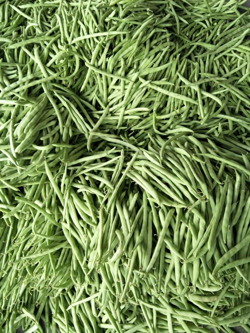 四季豆，架豆，红花白荚15~20厘米基地直供，量大从优