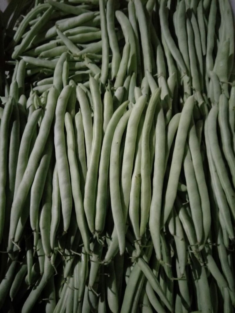 四季豆，架豆，红花白荚15~20厘米基地直供，量大从优